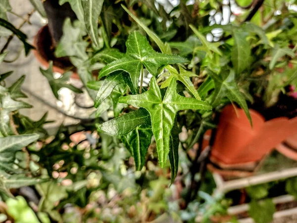 鍋にヘデラヘリックス植物 — ストック写真