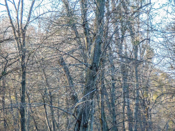 Mart ayında parktaki ağaçlar