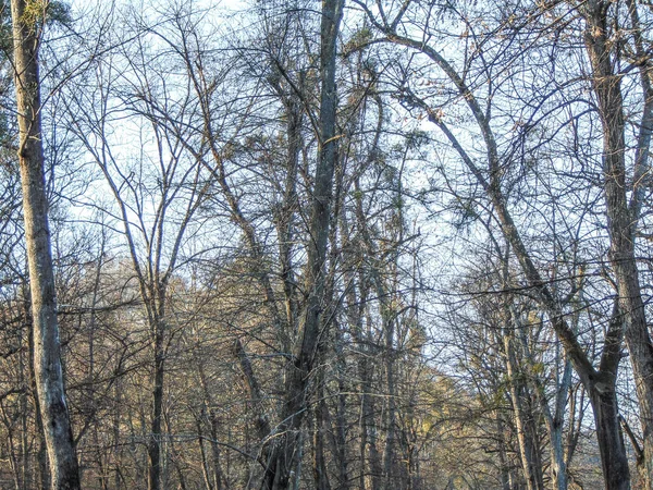 Bomen Het Park Maart — Stockfoto