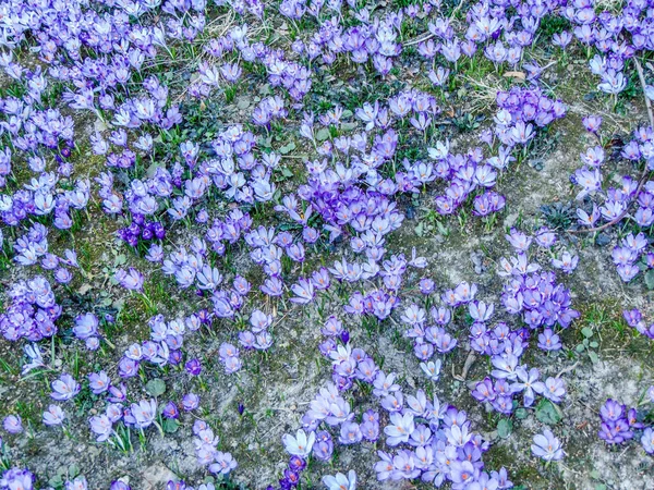 Flores Croco Primavera Roménia — Fotografia de Stock