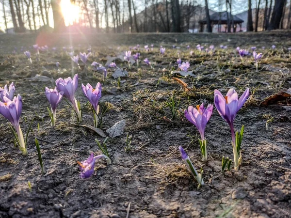 Krokus Kwiaty Wiosną Rumunia — Zdjęcie stockowe