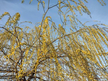 Baharda söğüt ağacı - Romanya