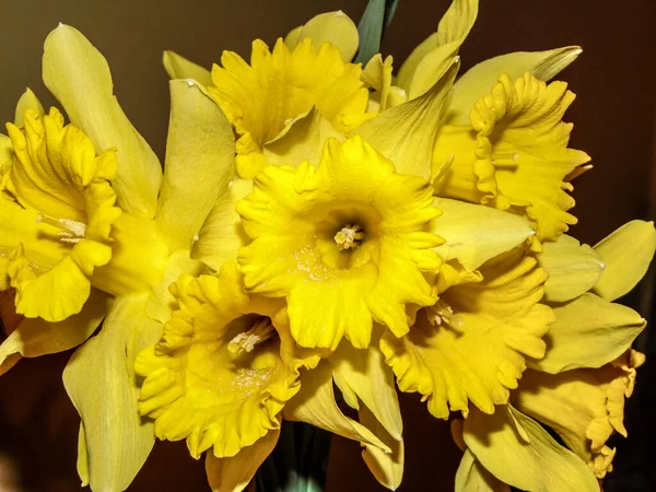Ramo Flores Narcisos Naturaleza — Foto de Stock