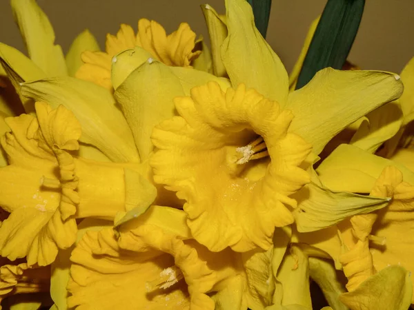 Ramo Flores Narcisos Naturaleza — Foto de Stock