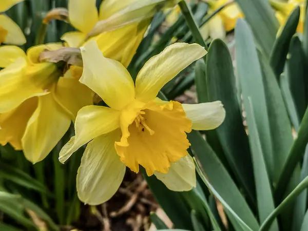 Narcisos Flores Primavera Roménia — Fotografia de Stock