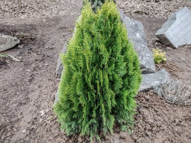 Beyaz sedir (Thuja bataryası) bitkisi - doğa