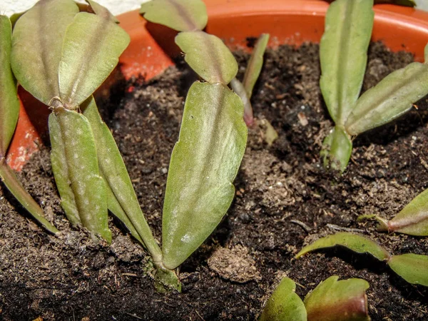 Weihnachtskaktuspflanze Schlumbergera Gaertneri — Stockfoto