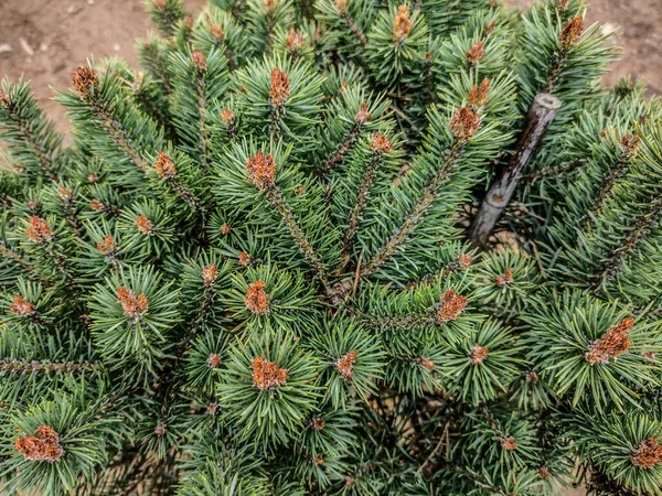 Abeto Montaña Picea Engelmannii Parque —  Fotos de Stock