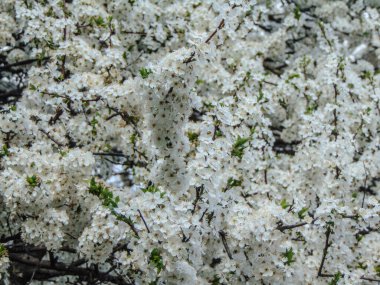 Baharda çiçek açan ağaç - Romanya