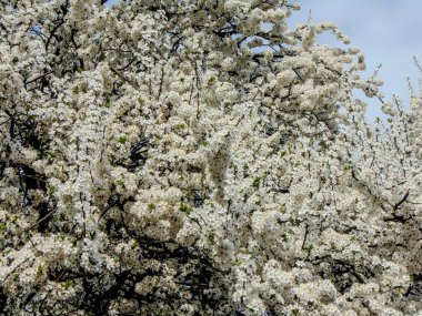 Baharda çiçek açan ağaç - Romanya