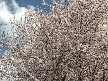 Baharda çiçek açan ağaç - Romanya