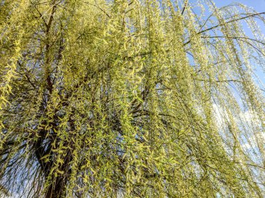 Baharda söğüt ağacı - Romanya