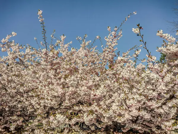 Japon kiraz ağacı - Baia Mare şehri, Romanya