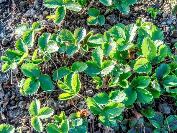 Strawberry Plants Spring Romania — ストック写真