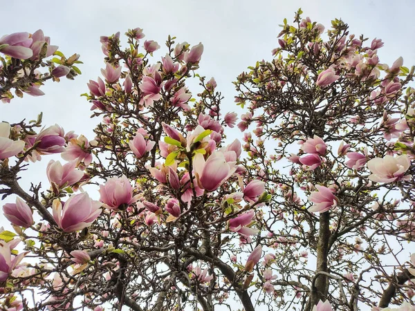 Flowering Magnolia Tree Spring Romania — Stock Photo, Image