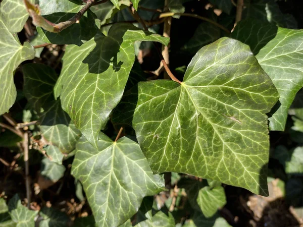 Anglický Břečťan Hedera Helix Rostlina Rumunsku — Stock fotografie