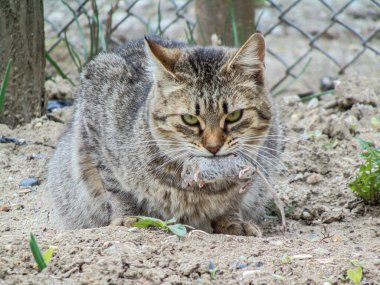 Bir kedi bir fareyi ağzında tutar. Tom ve Jerry gerçek hayatta