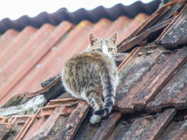 Bir binanın çatısında bir kedi.