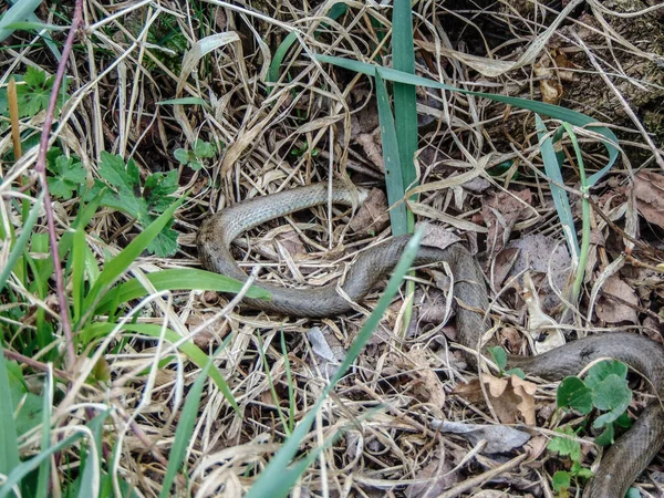 Serpiente Entre Las Hojas Hierba Primavera Rumania — Foto de Stock