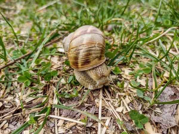 Caracol Chão Primavera Roménia — Fotografia de Stock