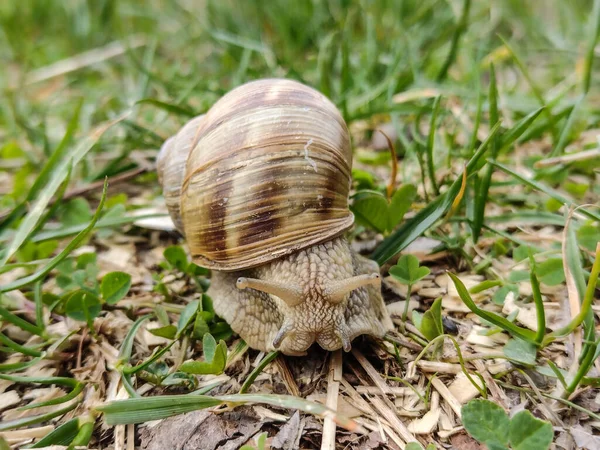 Caracol Suelo Primavera Rumania — Foto de Stock