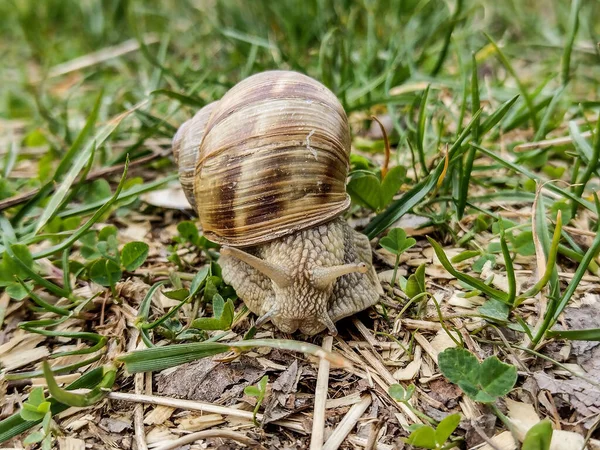 Snail Ground Spring Romania — ストック写真