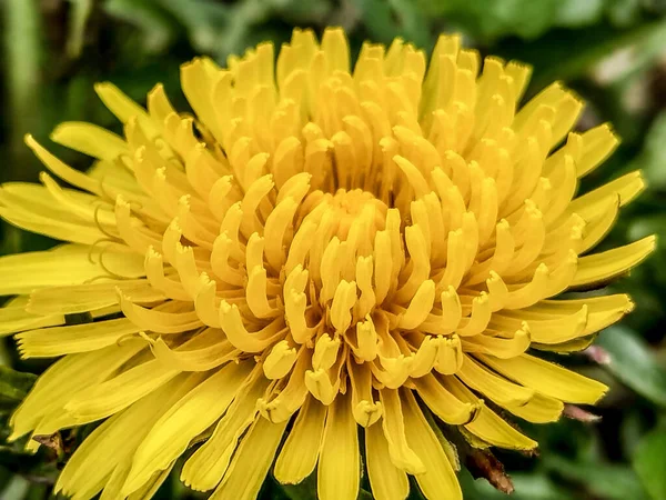 Цветок Одуванчика Весной Вид Крупным Планом — стоковое фото
