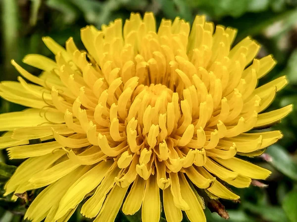 Fleur Pissenlit Printemps Vue Rapprochée — Photo