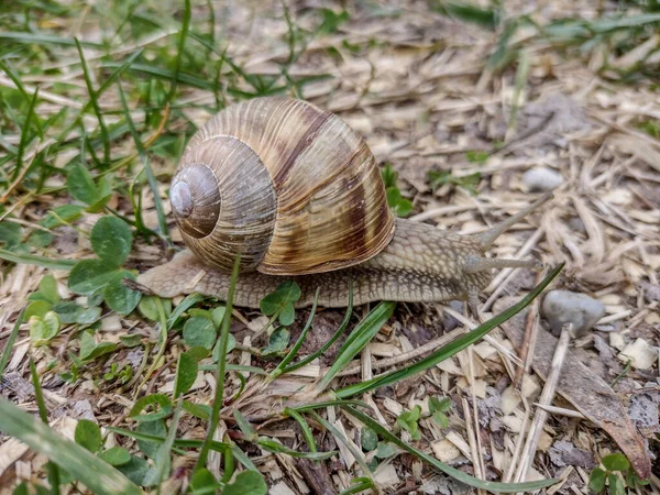 Snail Ground Spring Romania — Stock Photo, Image
