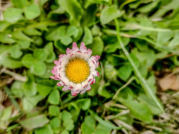 Daisy Bellis Perennis Blomma Våren — Stockfoto