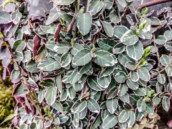 Climbing Euonymus Euonymus Fortunei Plant Romania — Stock Photo, Image