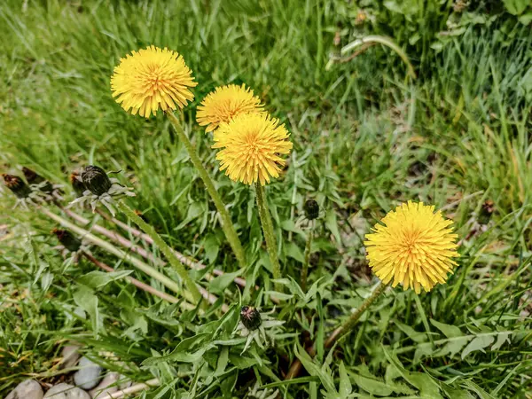 Maskros Blommor Gräset Våren Rumänien — Stockfoto