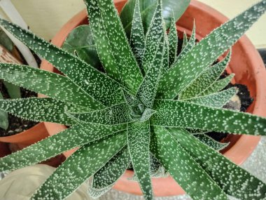 Lace Aloe saksıya bitki koydu.