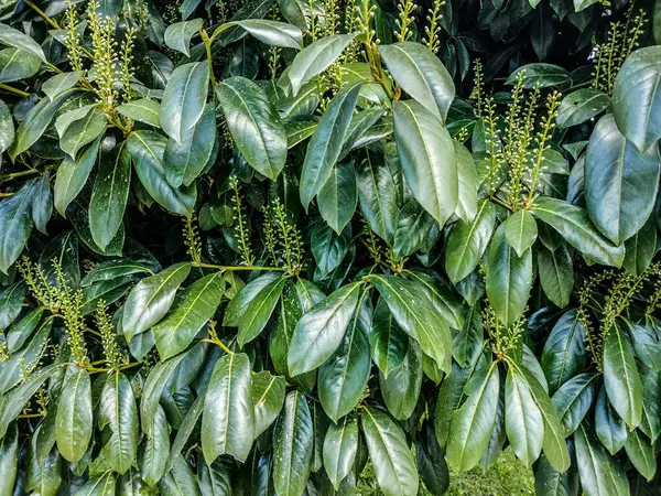 Wiosenne Drzewo Wawrzynowe Prunus Laurocerasus Rumunia — Zdjęcie stockowe