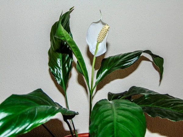 Saksıda Çiçek Açan Barış Zambağı Spatthiphyllum Wallisii — Stok fotoğraf