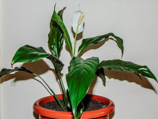 Bloeiende Vredelelie Spathiphyllum Wallisii Pot — Stockfoto