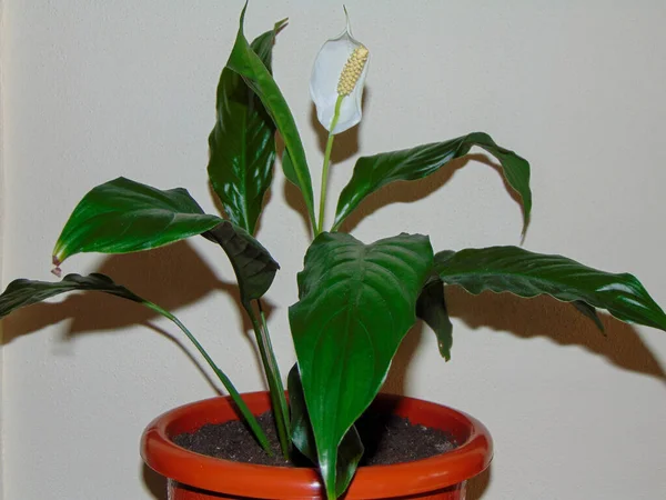 将和平百合花 Spathiphyllum Wallisii 放进锅中 — 图库照片