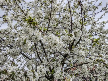 Baharda çiçek açan kiraz ağacı - Romanya