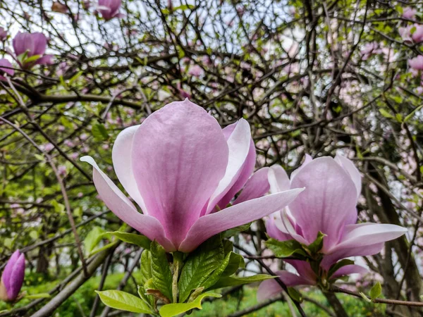 Drzewo Magnolii Wiosną Rumunia — Zdjęcie stockowe