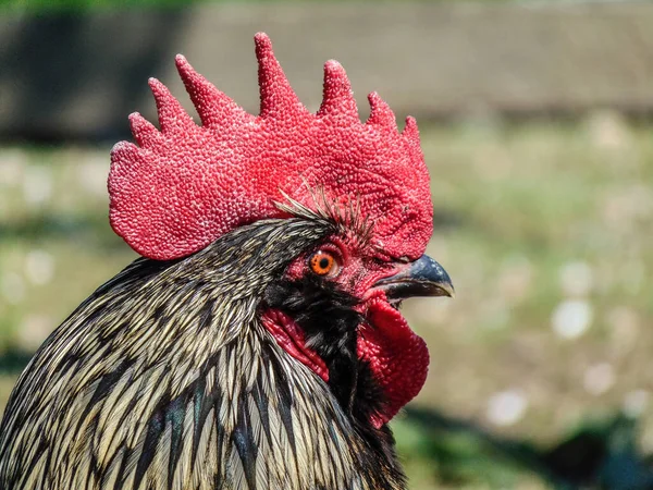 Head Rooster Animals — Stock Photo, Image