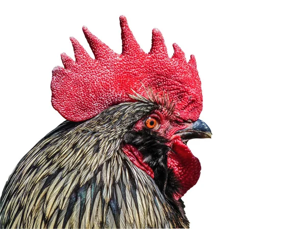 Closeup View Rooster — Fotografia de Stock