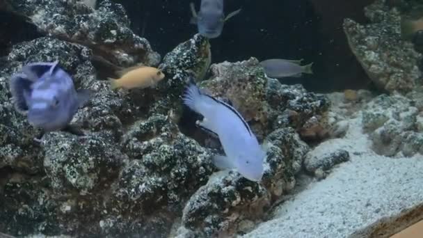 수족관에서 물고기 — 비디오