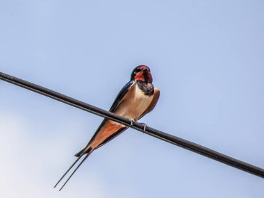 Romanya 'da bir elektrik hattını yutmak