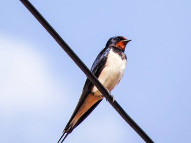 Romanya 'da bir elektrik hattını yutmak