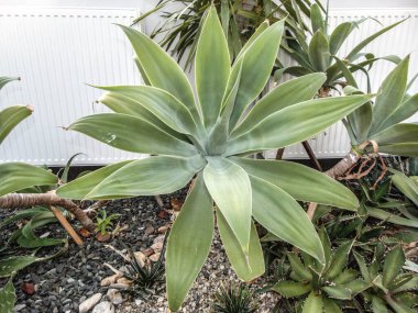 Fil hortumu bitkisi (Agave attenuata)