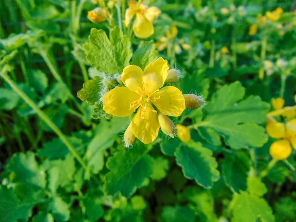 Baharda daha büyük Celandine (Chelidonium majus) çiçeği - Romanya