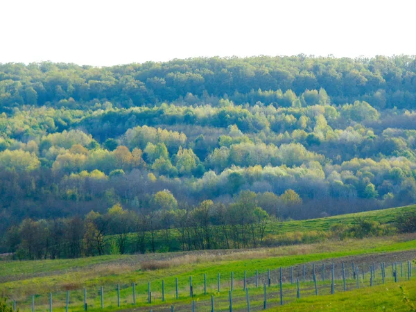 Green Trees Hills Maramures Romania Spring Landscape — Photo