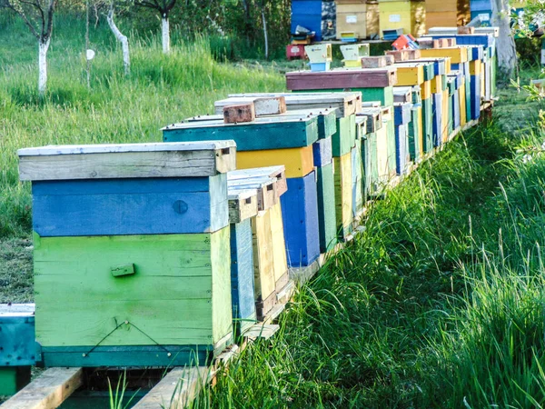 Bee Hives Spring Romania — стоковое фото