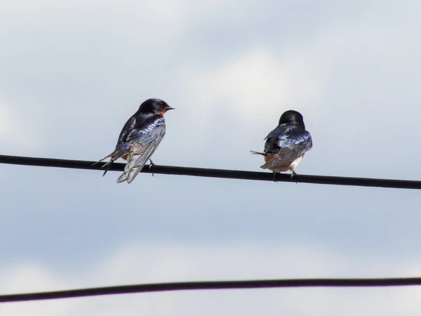 Two Swallows Power Line Romania — Photo