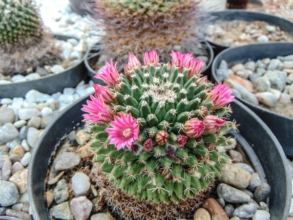 Flowering Cactus Pot Closeup — стоковое фото